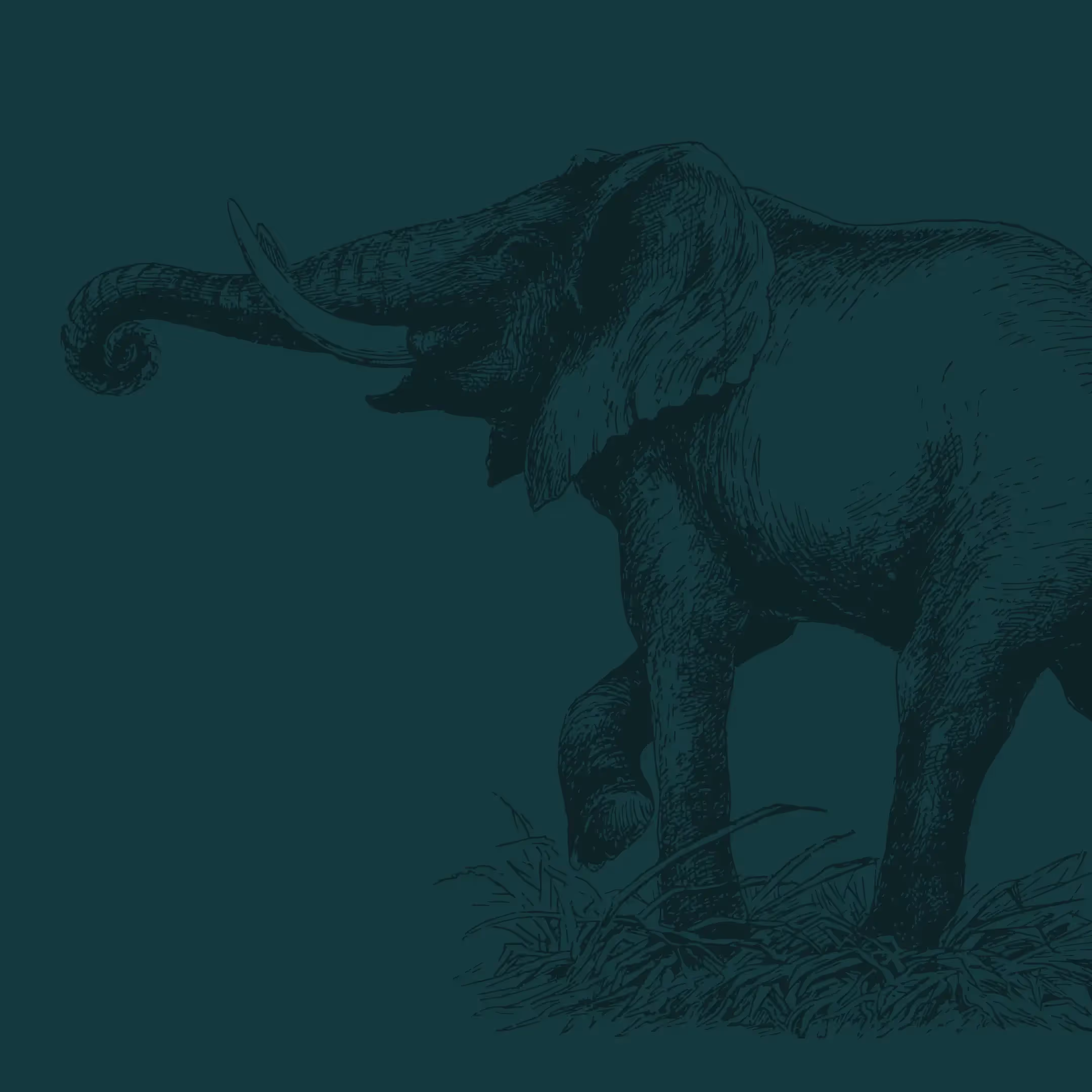 A lithographic style illustration of a baby elephant